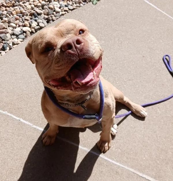 An adult large-sized male Pit Bull Terrier dog named Rokko for adoption in Sioux City, IA