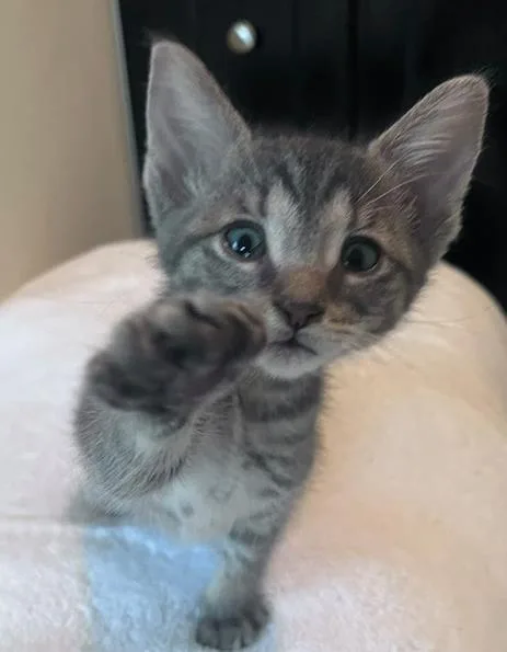 A baby small-sized male Domestic Short Hair cat named Harriet for adoption in Camarillo, CA