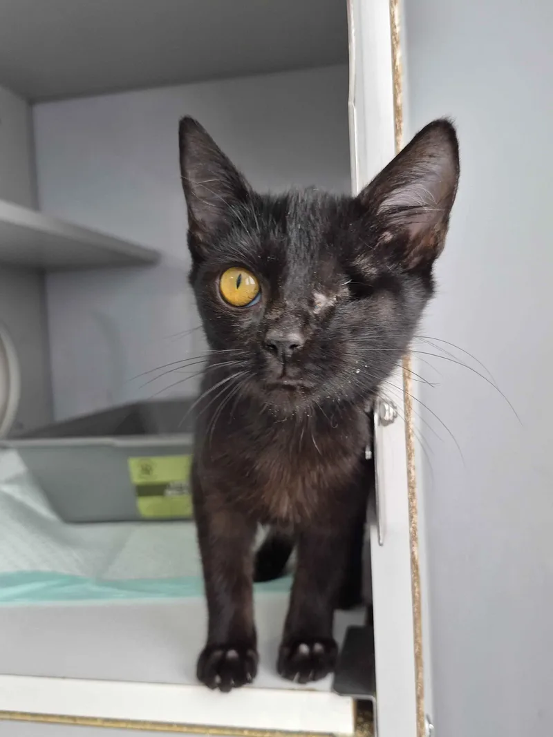 A baby medium-sized female Black Domestic Short Hair cat named Tootsie for adoption in Richmond, KY