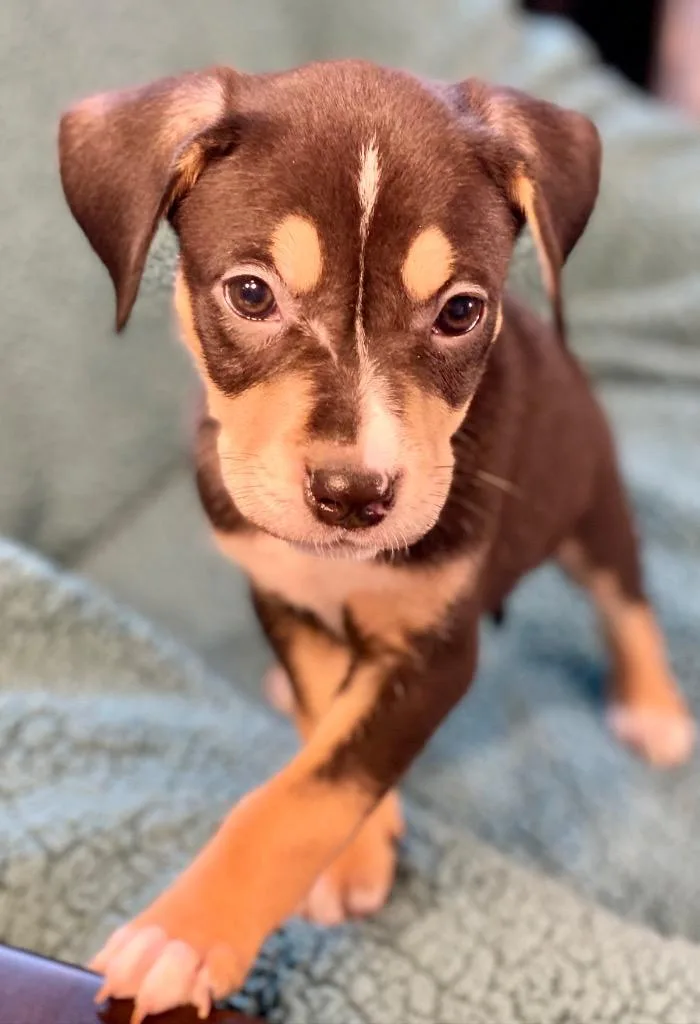 Elliot