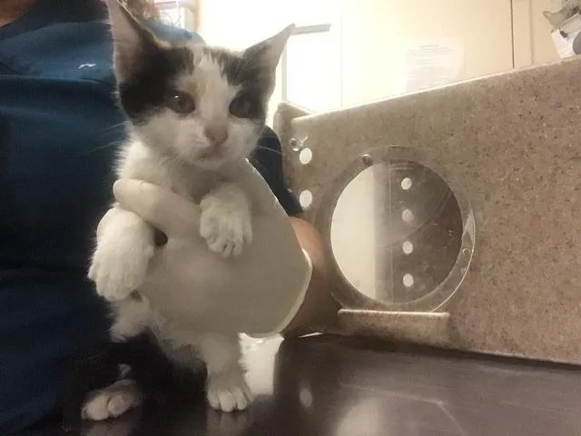 A baby small-sized female Domestic Short Hair cat named Yumi for adoption in Riverside, CA