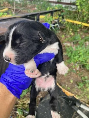 A baby medium-sized female Husky dog named 6 for adoption in Dallas, TX