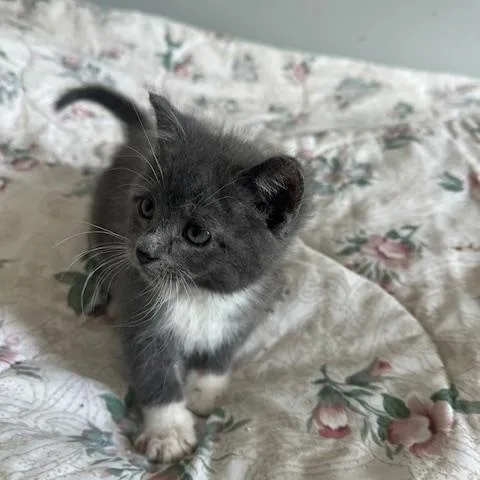 A baby medium-sized male Gray & White Domestic Short Hair cat named Mittens for adoption in Lakeville, MN