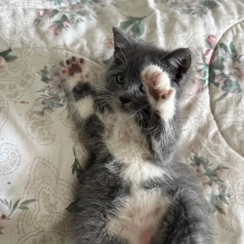 Mittens thumbnail 2