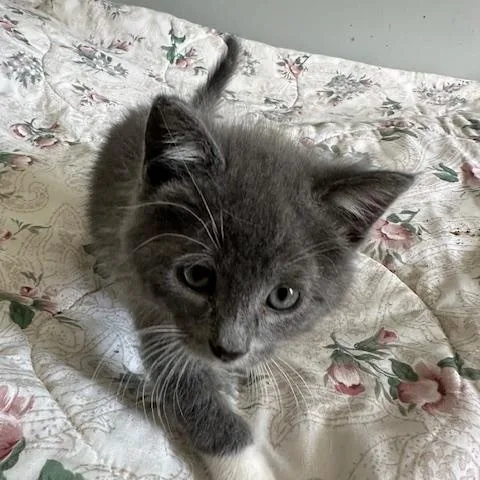 Mittens thumbnail 3