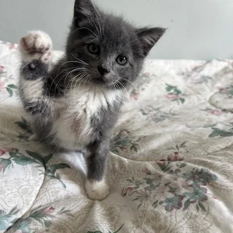 Mittens thumbnail 4