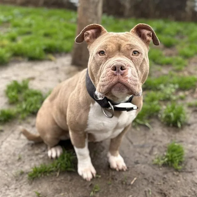 A young medium-sized female Pit Bull Terrier dog named Misty for adoption in Modesto, CA