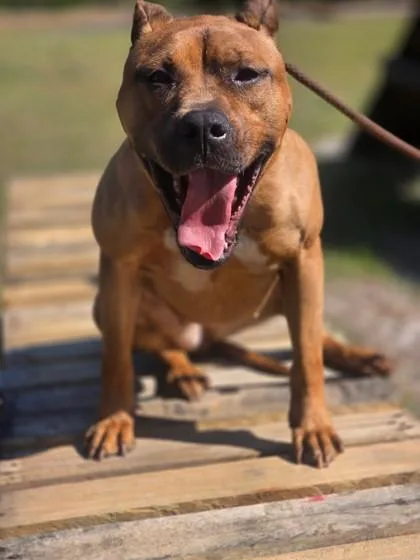 An adult large-sized female Terrier dog named Nora for adoption in Conway, SC