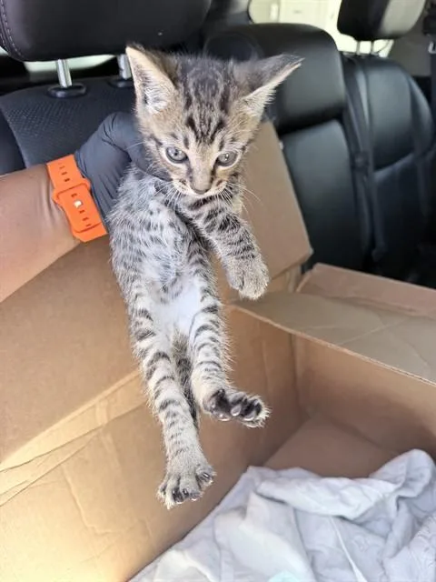 A baby large-sized male Domestic Short Hair cat named Tai Lung for adoption in Fort Lauderdale, FL