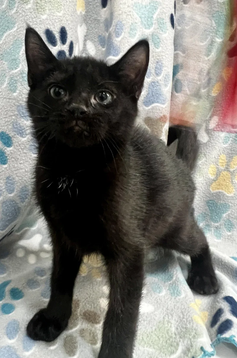 A baby medium-sized female Black Domestic Short Hair cat named Stella for adoption in Orlando, FL