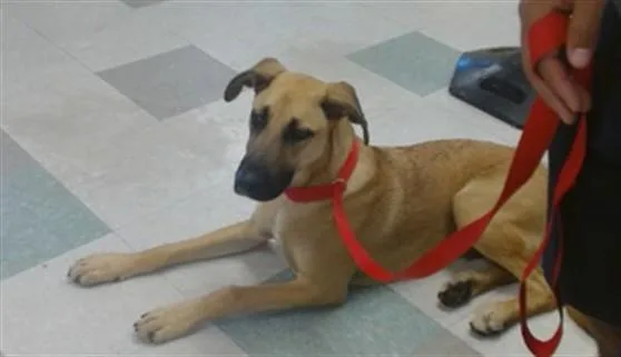 A young large-sized male German Shepherd Dog dog named Landon for adoption in Oklahoma City, OK