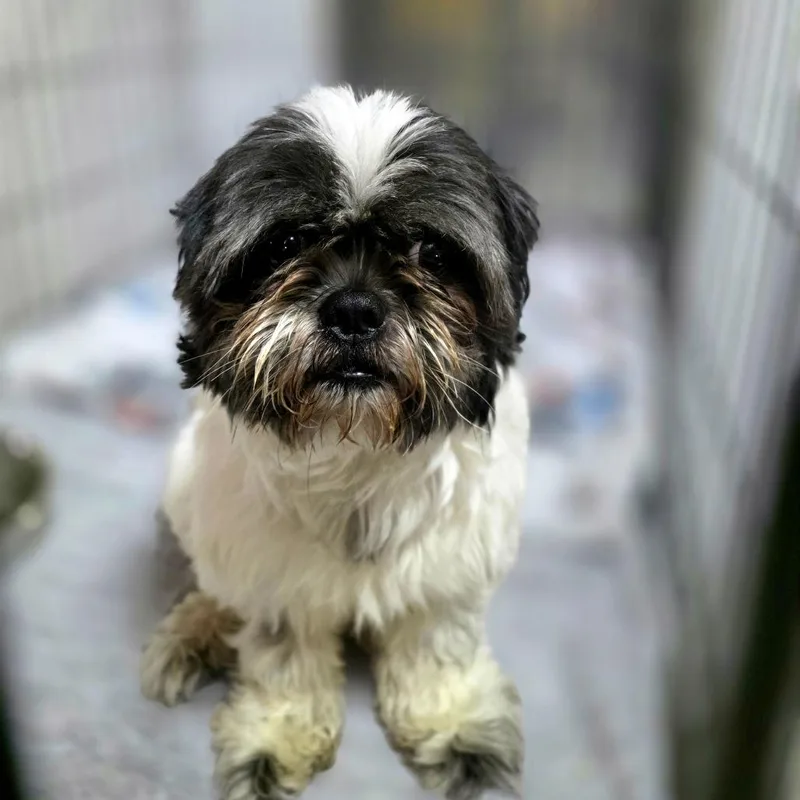 An adult small-sized male Shih Tzu dog named Glizzy for adoption in Port Charlotte, FL
