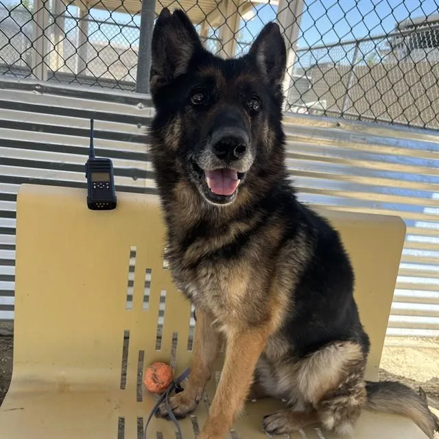 An adult medium-sized female German Shepherd Dog dog named Monica for adoption in Thousand Palms, CA
