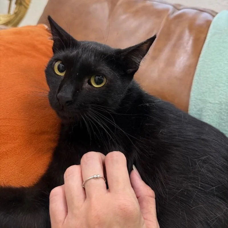 Gordo Snugglebean thumbnail 2