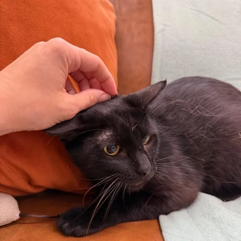 Gordo Snugglebean thumbnail 3