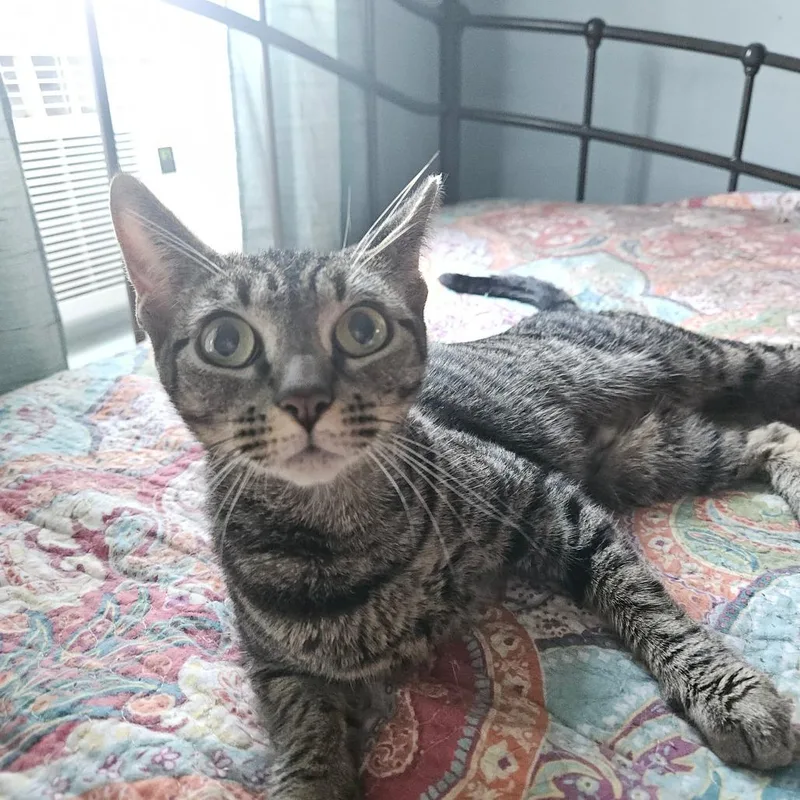 A young small-sized female Brown / Chocolate Domestic Short Hair cat named Dorothy for adoption in Ringtown, PA