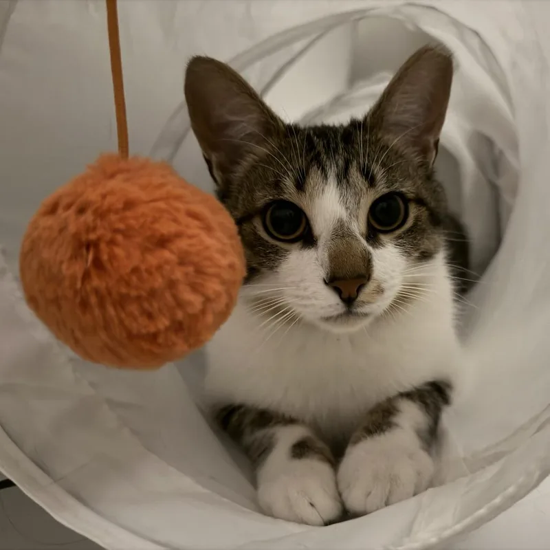 A young medium-sized male Brown / Chocolate Domestic Short Hair cat named Rocket for adoption in Indianapolis, IN