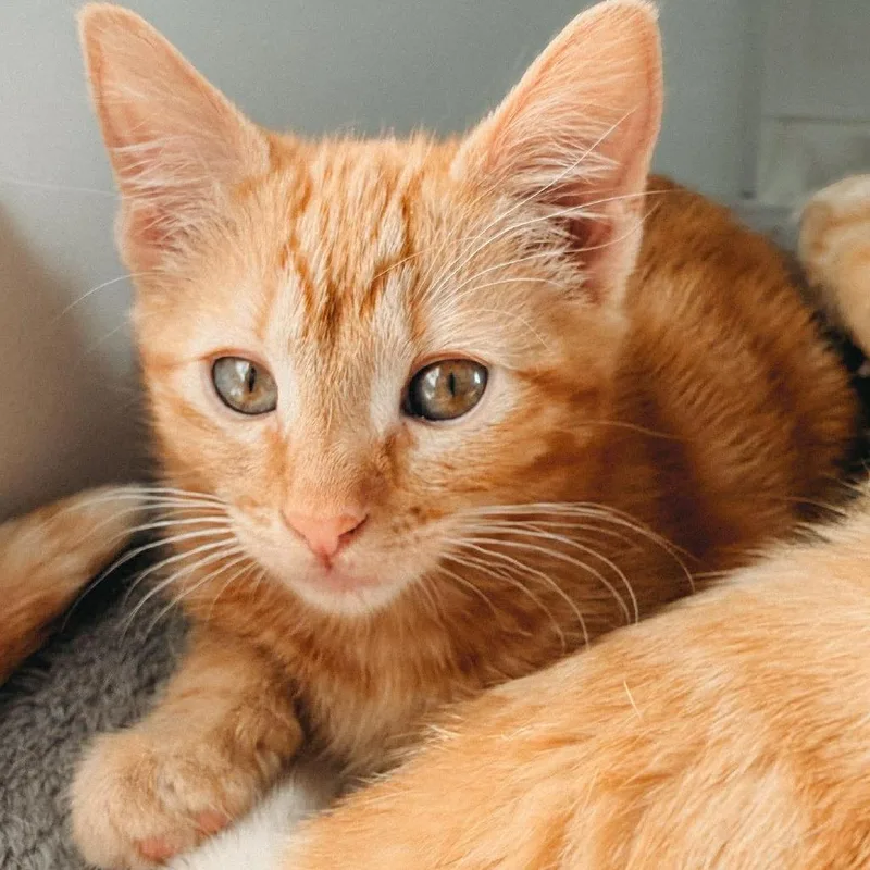 A baby small-sized female Orange / Red Domestic Short Hair cat named Sienna Jessup for adoption in Eagle Mountain, UT