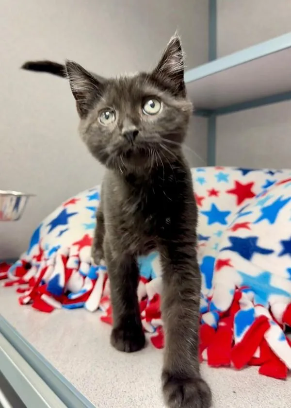 A baby small-sized male Domestic Short Hair cat named Noctis for adoption in Skillman, NJ