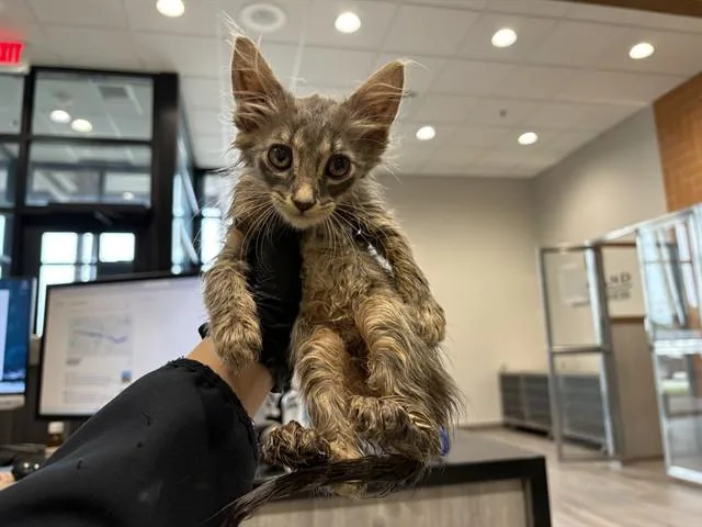 A baby small-sized female Domestic Medium Hair cat named Hazel for adoption in Garland, TX