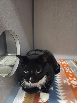 A senior medium-sized male Black Domestic Short Hair cat named Mj for adoption in Canon City, CO