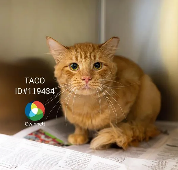 An adult large-sized male Domestic Medium Hair cat named Pen  Taco for adoption in Lawrenceville, GA