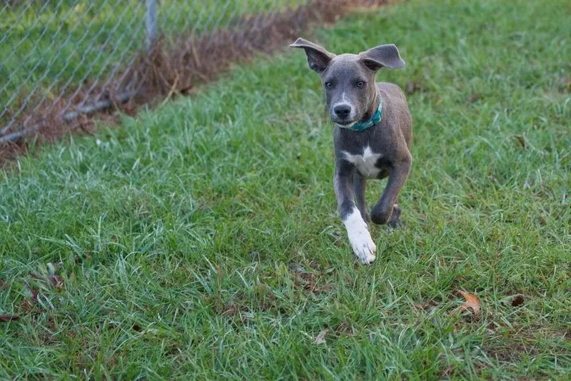 A baby medium-sized male Mixed Breed dog named Loki for adoption in Statesboro, GA