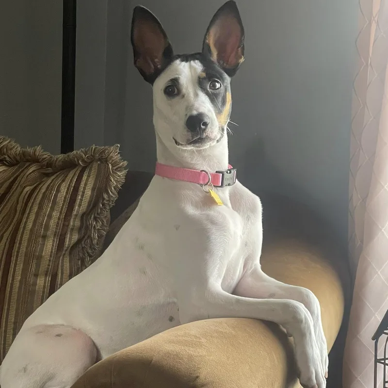 R Bestie thumbnail 2