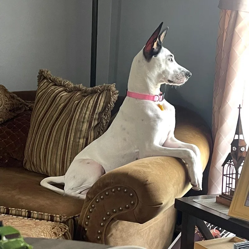 R Bestie thumbnail 3