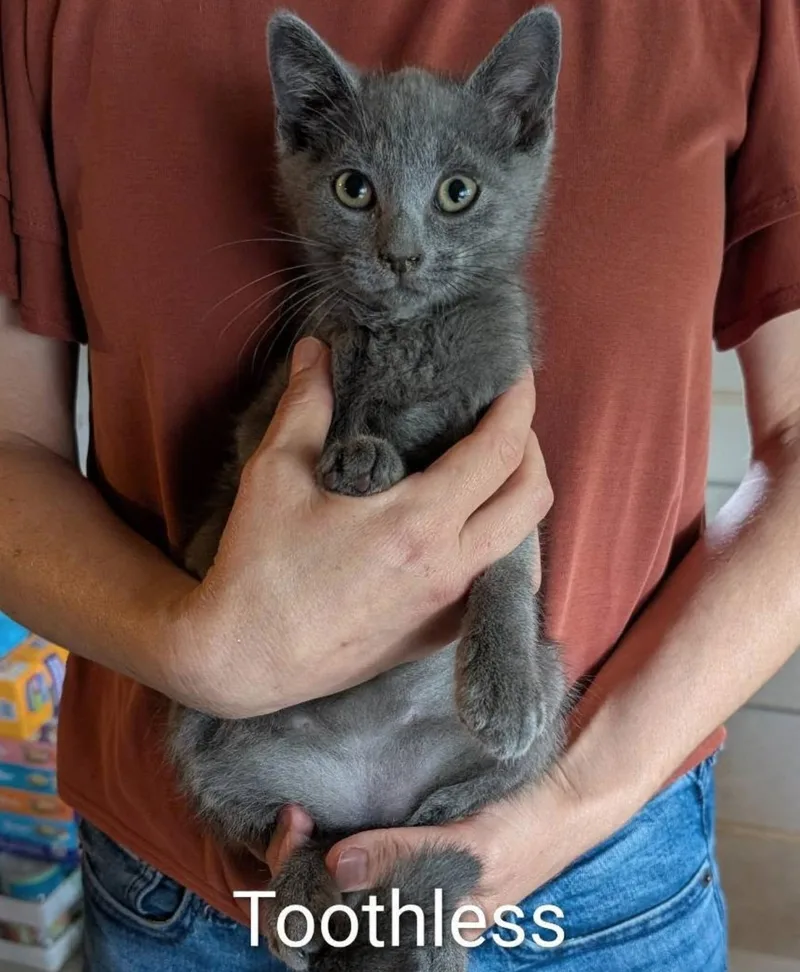 A baby medium-sized male Gray / Blue / Silver Domestic Short Hair cat named Toothless for adoption in Maggie Valley, NC