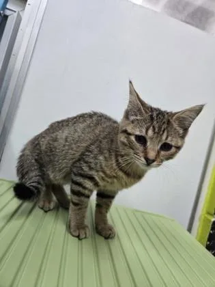 A baby small-sized female Domestic Short Hair cat named Qui Qui for adoption in Savannah, GA