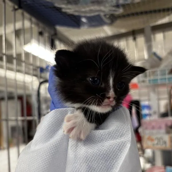 A baby small-sized female Black Domestic Short Hair cat named Violet for adoption in New Fairfield, CT