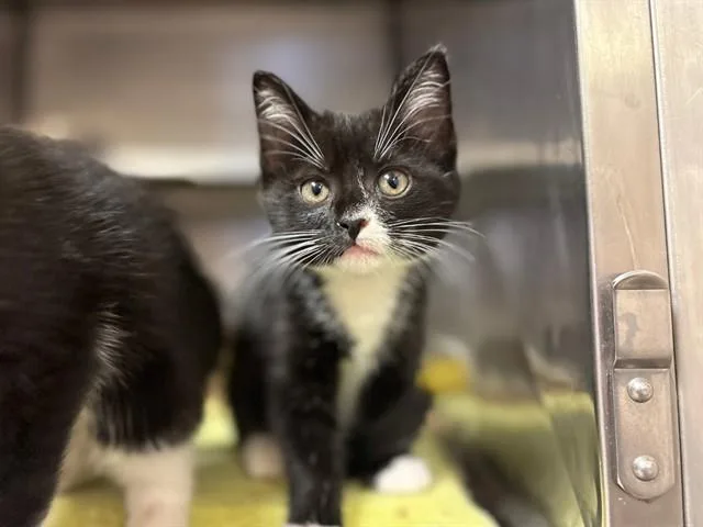 A baby small-sized female Domestic Short Hair cat named Empress Biscuits for adoption in Fort Wayne, IN