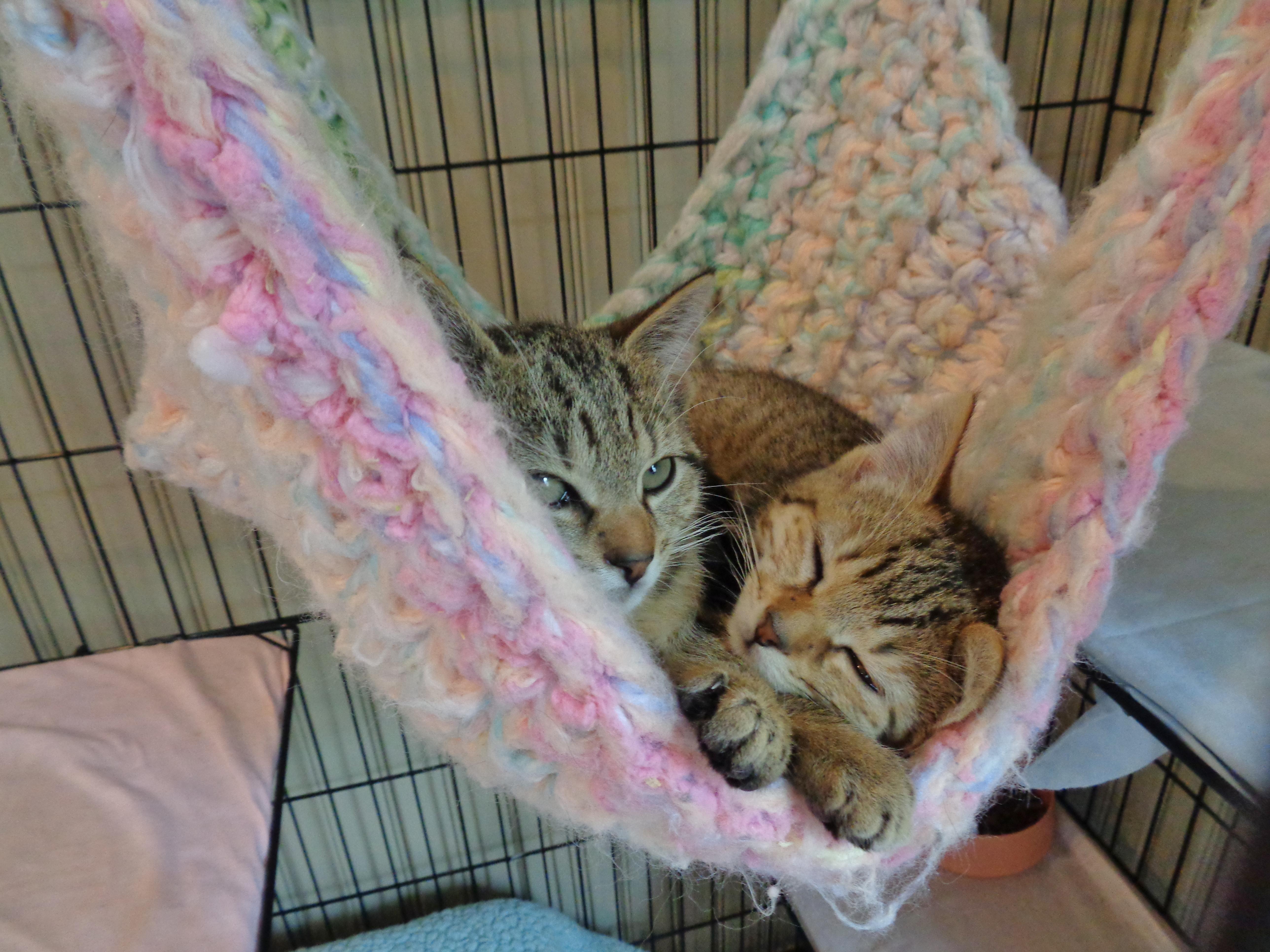 Gayle & Gertrude thumbnail 2