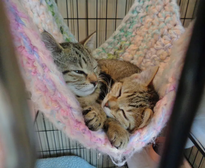 Gayle & Gertrude thumbnail 5