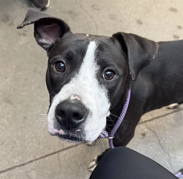 A young medium-sized male Pit Bull Terrier dog named Jess for adoption in Tucson, AZ