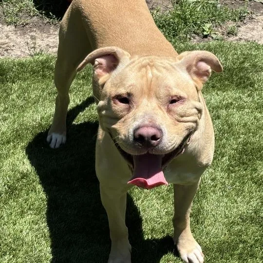 An adult small-sized male Yellow / Tan / Blond / Fawn Mixed Breed dog named Freddie D for adoption in Davenport, IA