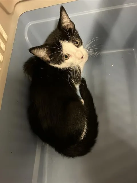 A baby small-sized female Domestic Short Hair cat named Mora for adoption in Long Beach, CA