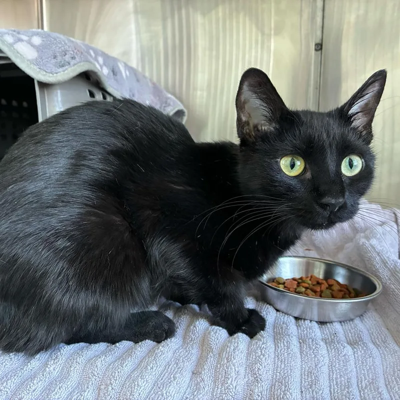 An adult medium-sized female Black Domestic Short Hair cat named Luna for adoption in Skokie, IL