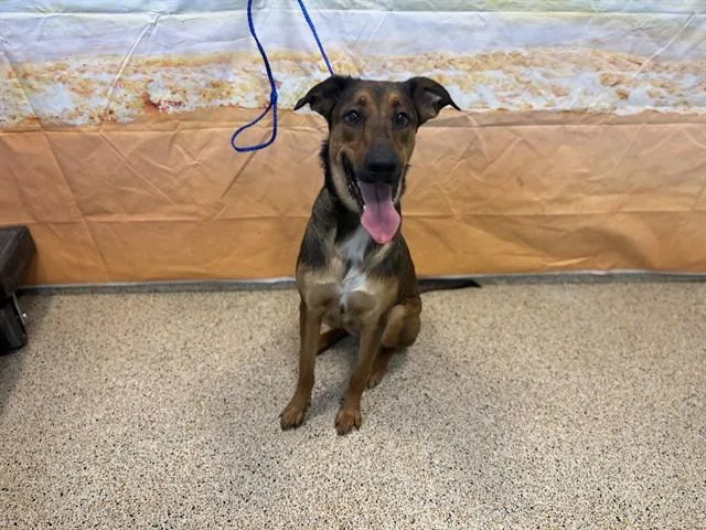 A young large-sized female Terrier dog named Kiara for adoption in Miami, FL