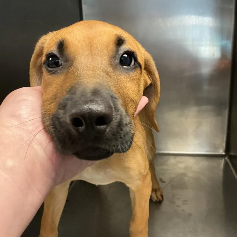 Snowflake thumbnail 2