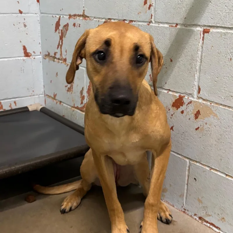 Snowflake thumbnail 3