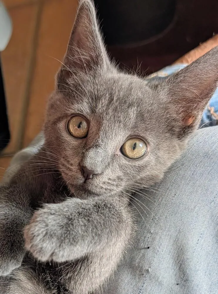 A baby small-sized male Blue Point Domestic Short Hair cat named Boo for adoption in Louisa, VA