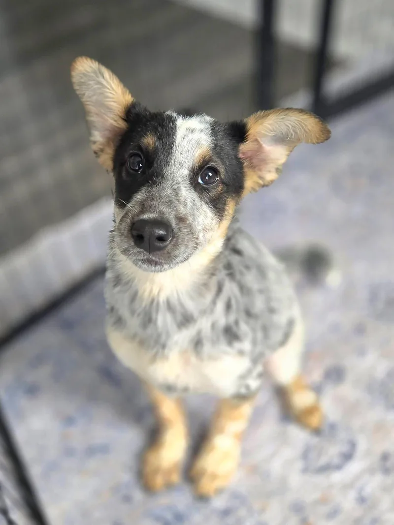 Lucy