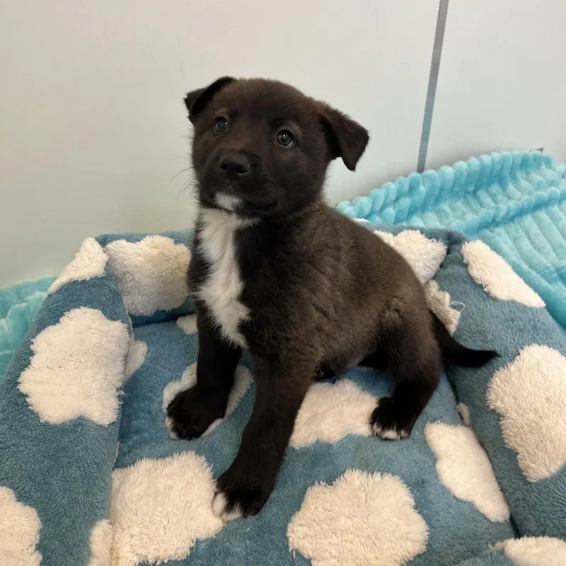 Blinders thumbnail 2