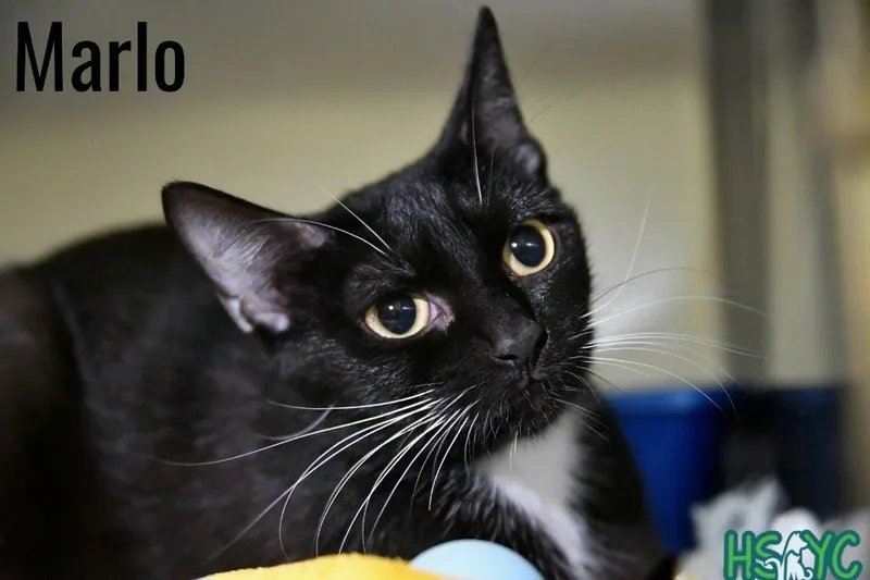 A baby medium-sized female Domestic Short Hair cat named Marlo for adoption in Fort Mill, SC