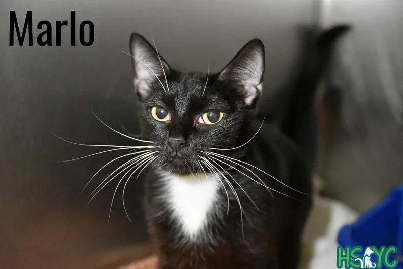 Marlo thumbnail 2