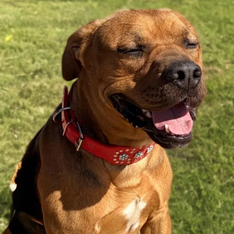 Rorytank thumbnail 2