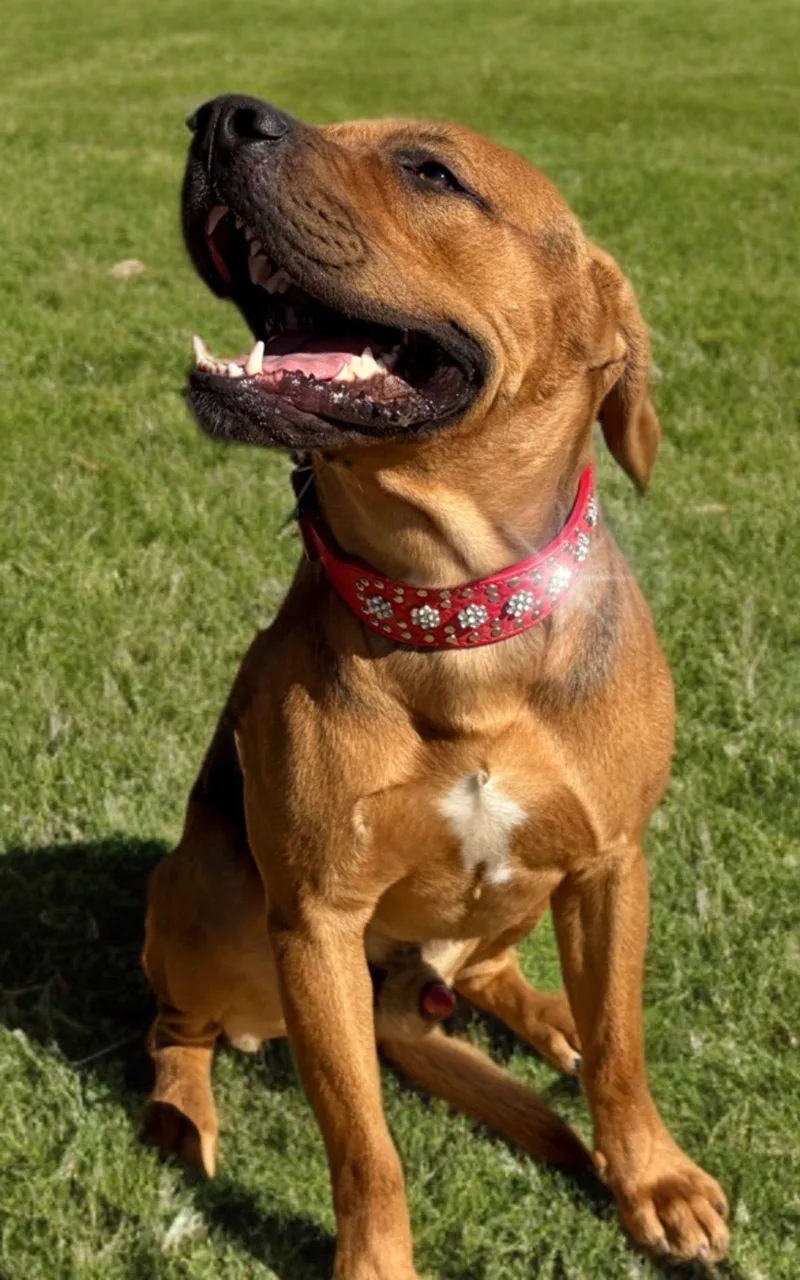 Rorytank thumbnail 3