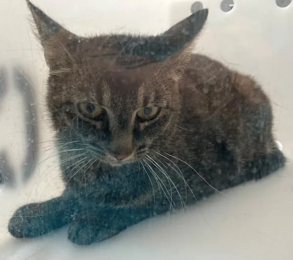 An adult medium-sized female Domestic Short Hair cat named Lucy for adoption in Staten Island, NY